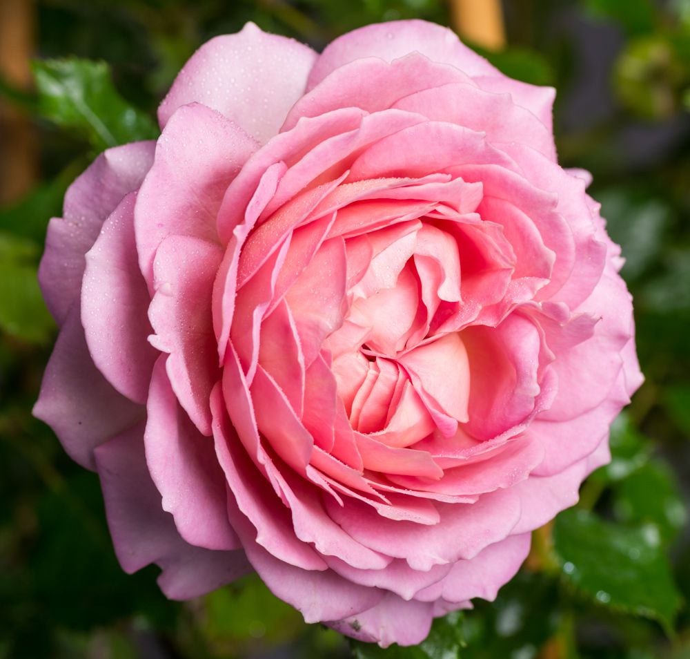 rosa-jubilee-celebration-web-22_origin_img | ЛПХ питомник роз "ГАРАНТ" Джубили Селебрейшн