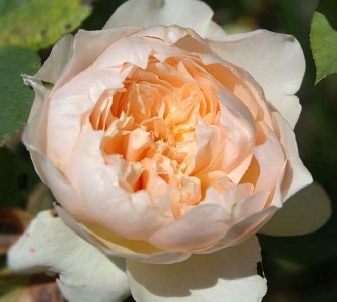 rose-troilus-1 | ЛПХ питомник роз "ГАРАНТ"