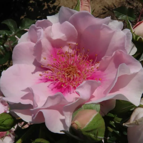 Megan_Floribunda_Garden_Rose_20_14-scaled-600x600 | ЛПХ питомник роз "ГАРАНТ"